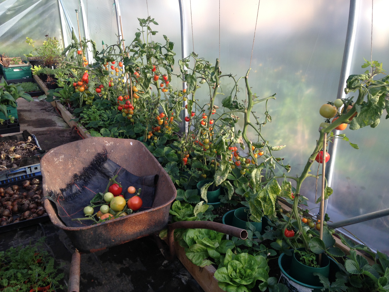 Domestic Polytunnel Buyers Guide