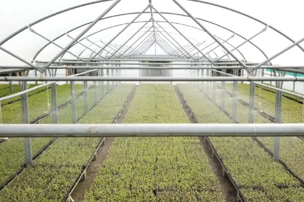 Multispan polytunnel 10 Multispan polytunnel