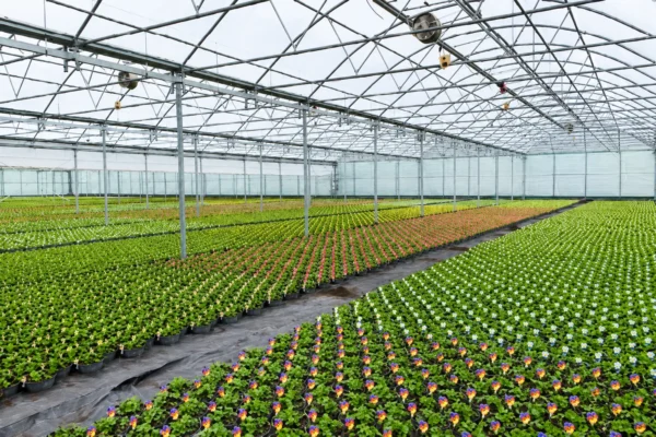 Multispan polytunnel 4 Multispan polytunnel