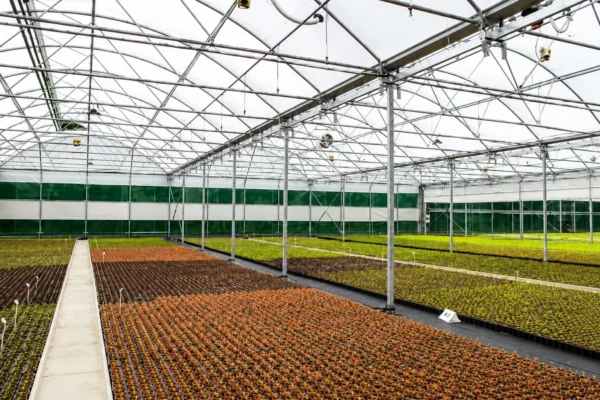 Multispan polytunnel 7 Multispan polytunnel