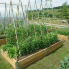 Raised Bed