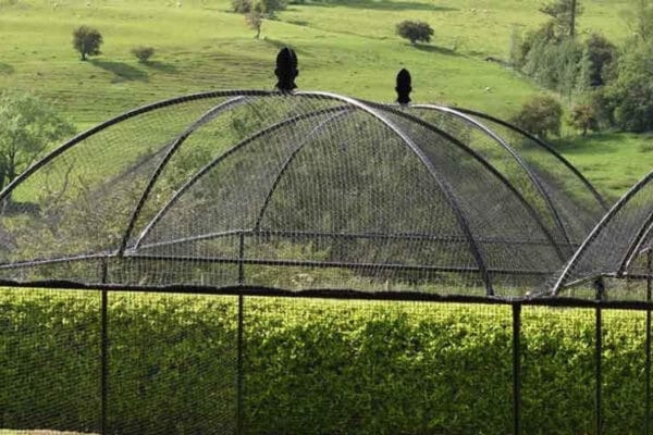 victoriana-fruit-cage__58282 Victoriana Fruit Cage