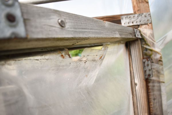 Torn polytunnel polythene caused by nailed timber battens creating weak spots