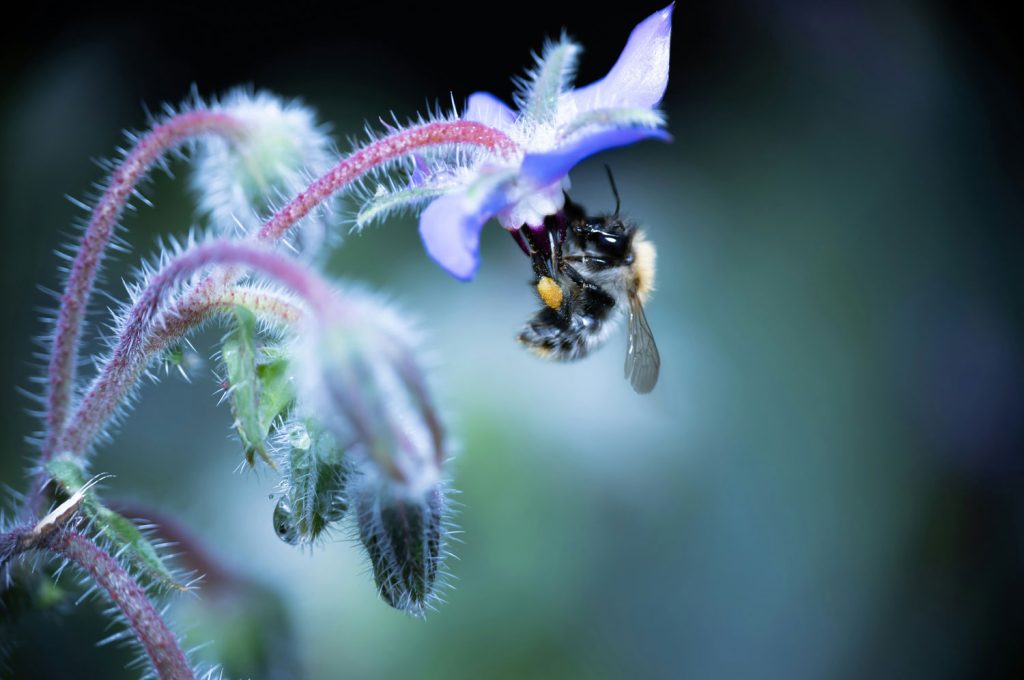 Growing borage in an Easybuild polytunnel