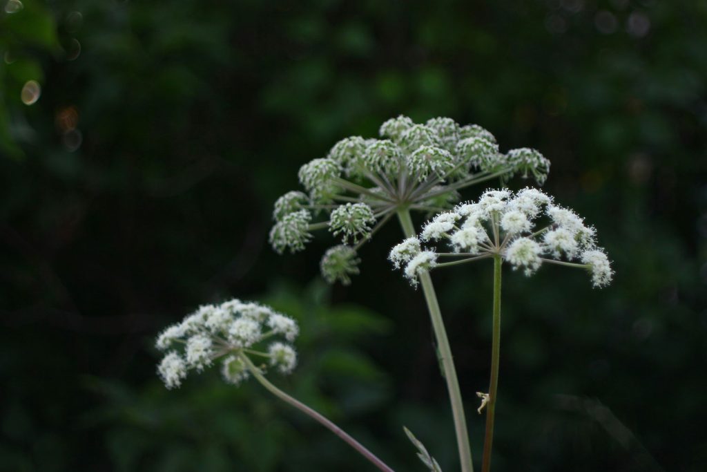 Invasive species giant hogweed