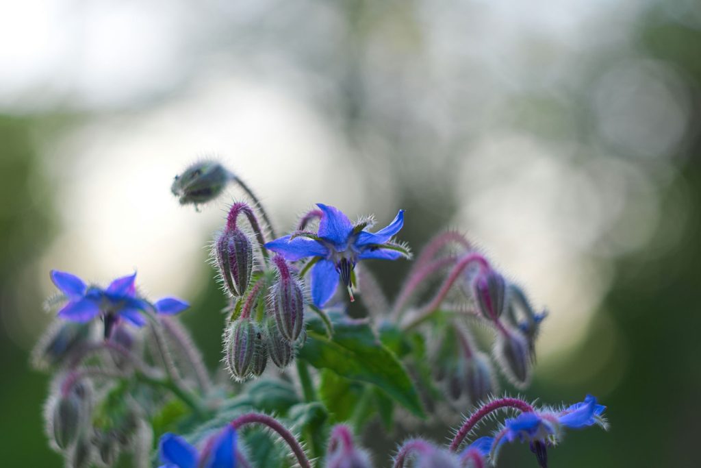 Growing borage in an Easybuild polytunnel