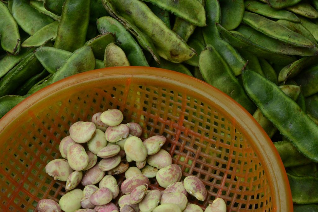 Growing broad beans in an Easybuild polytunnel