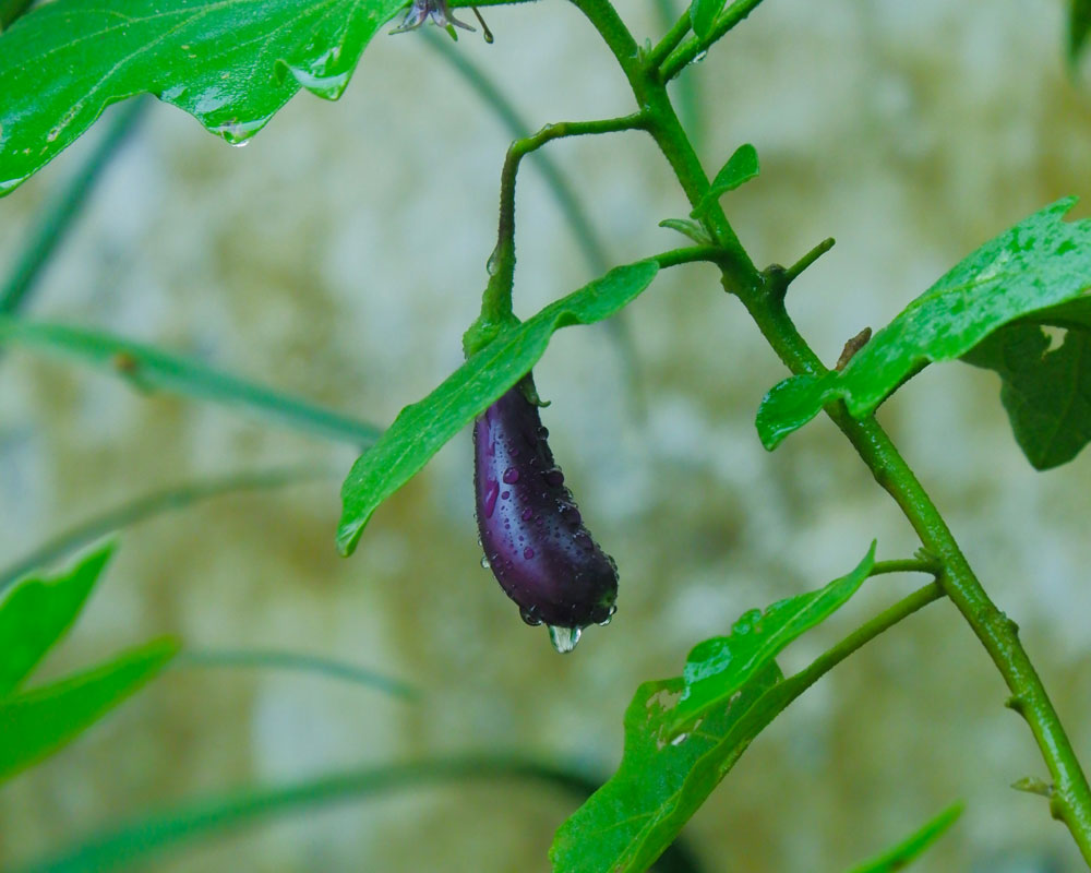 Crop Spotlight: Aubergine