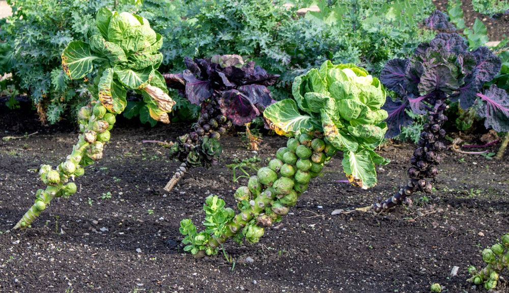 Crop Spotlight: Brussels Sprouts