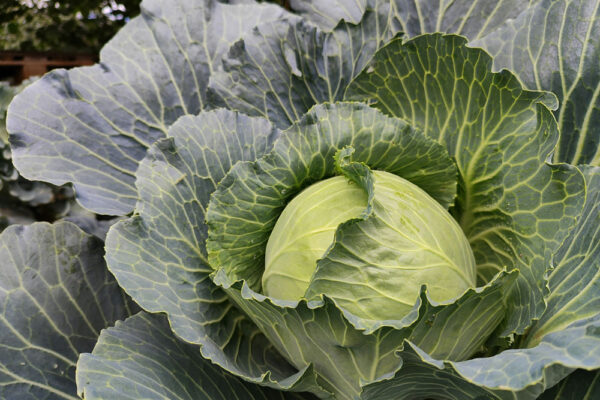 Growing Cabbage