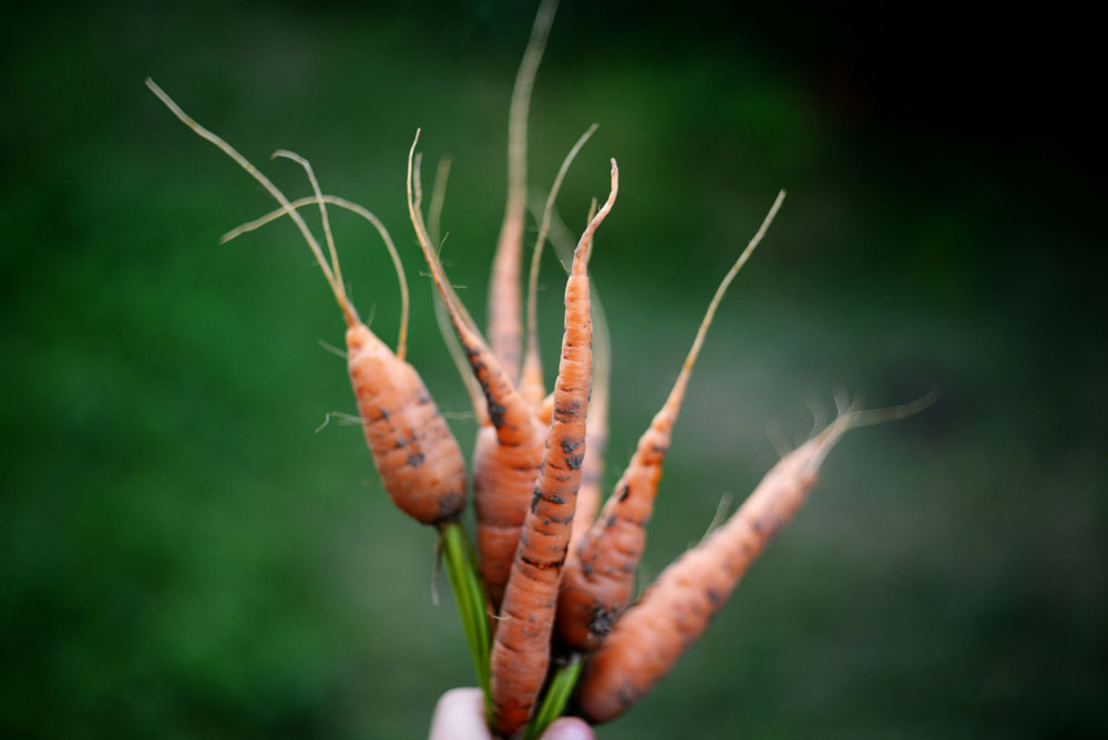 Growing Carrots