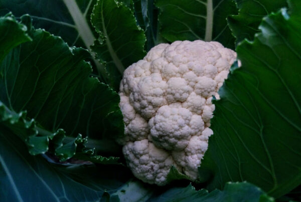 Growing Cauliflower