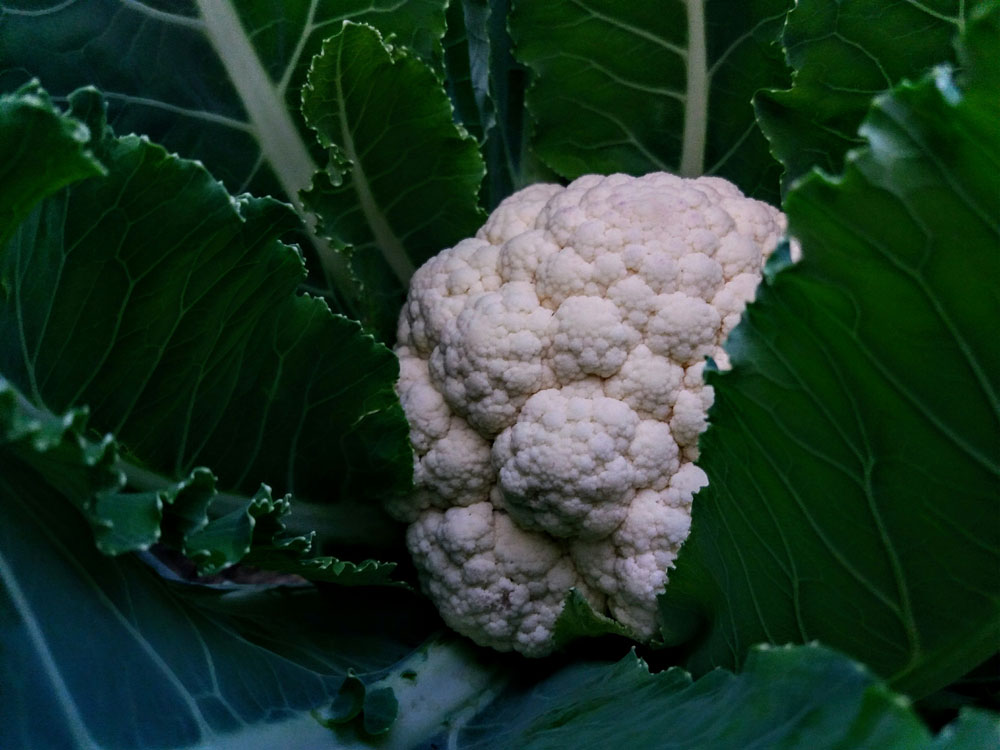 Growing Cauliflower