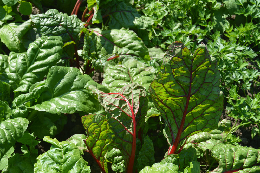 Crop Spotlight: Chard