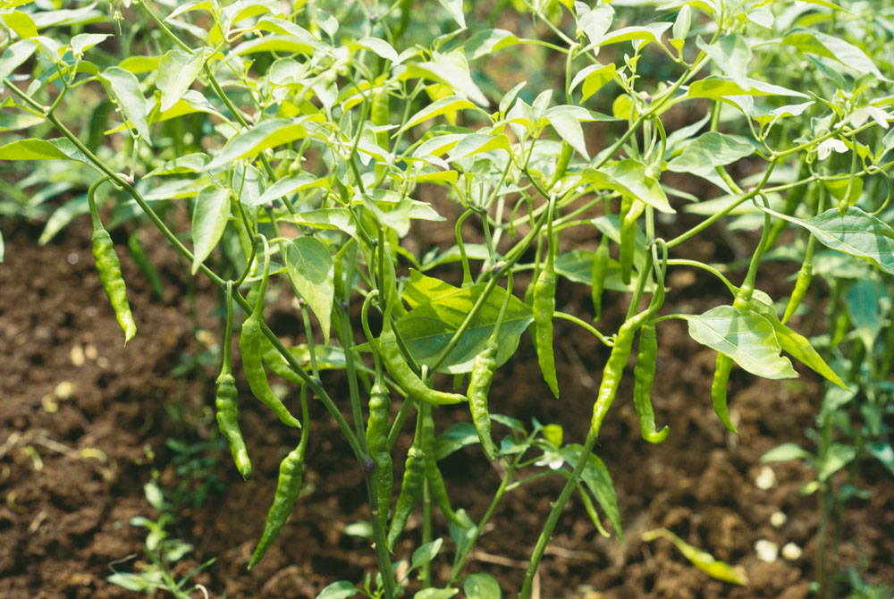 Crop Spotlight: Chillies