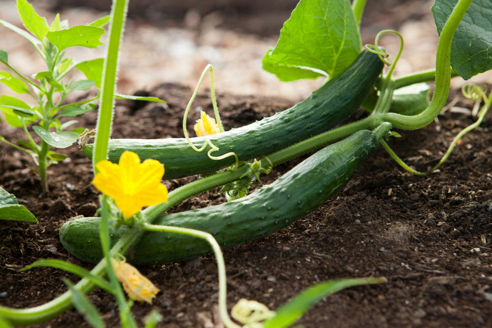Crop Spotlight: Cucumbers