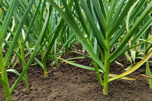 Growing Garlic
