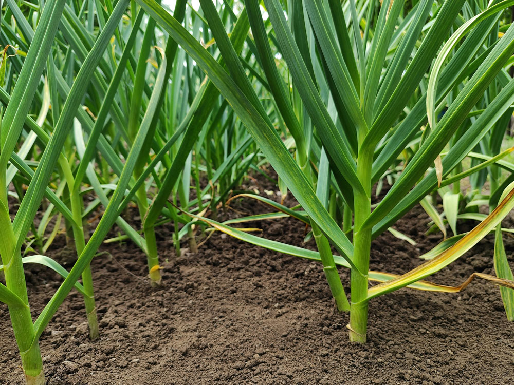 Growing Garlic