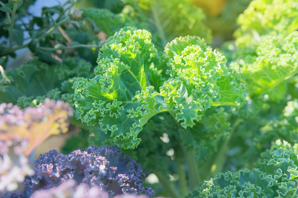 Crop Spotlight: Kale