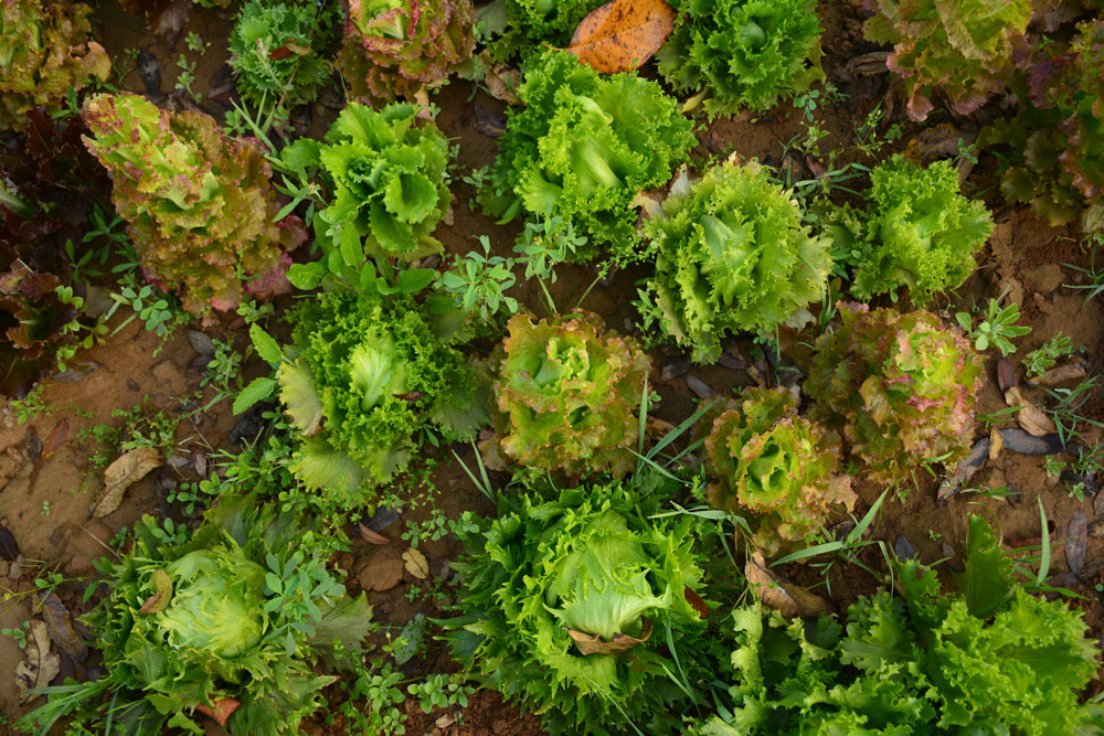 Crop Spotlight: Lettuce