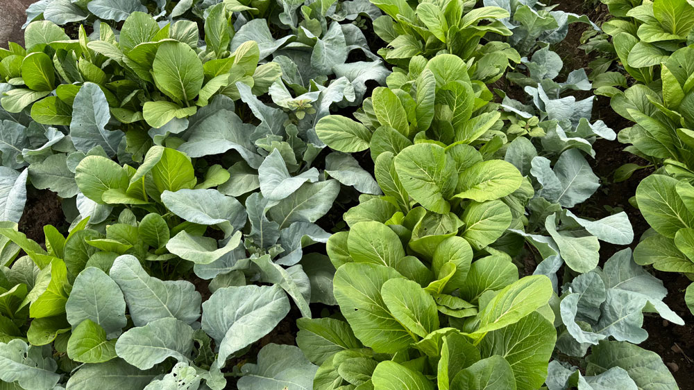 Growing Mustard Greens