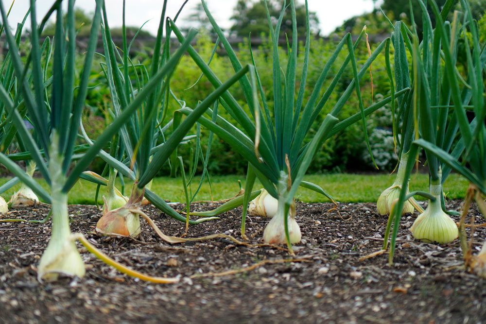 Crop Spotlight: Onions