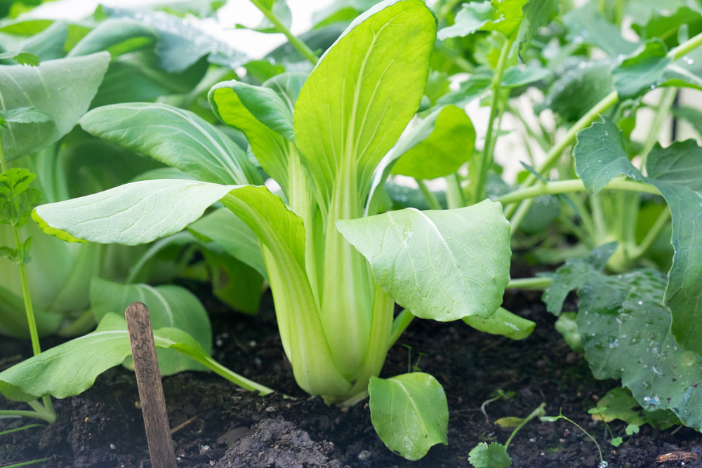 Crop Spotlight: Pak Choi