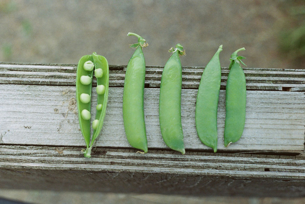 Crop Spotlight: Peas
