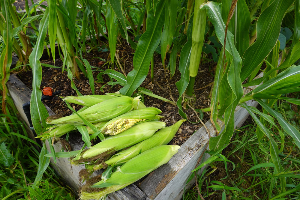 Crop Spotlight: Sweetcorn