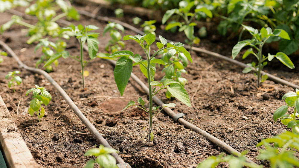 Crop Spotlight: Tomatoes