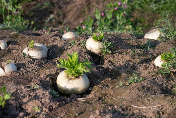 Growing Turnips