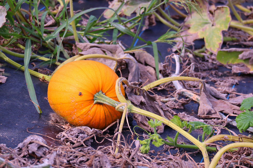 Crop Spotlight: Pumpkins