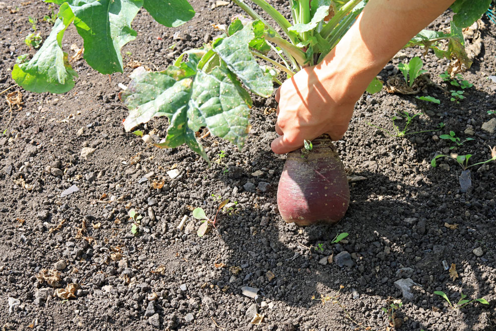 Growing Swede