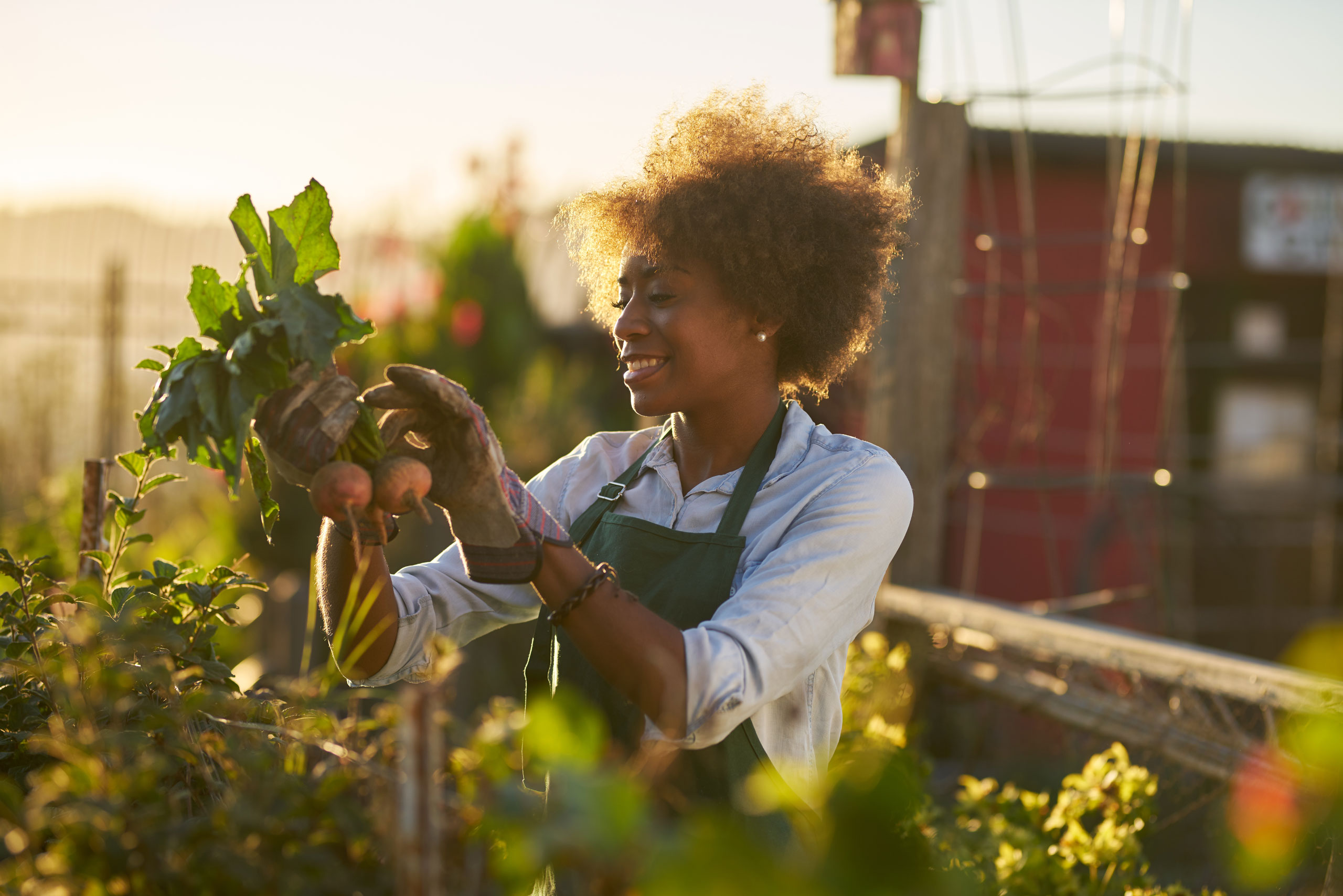 Smiling gardener harvesting fresh beetroot in an allotment garden at sunset
