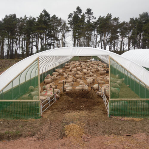 Sheep Shelter