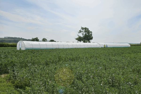 EasyBuild Polytunnel EasyBuild Polytunnel