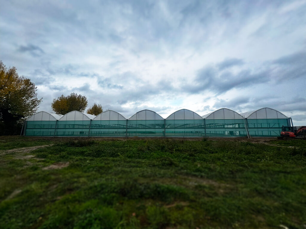 Palmstead Nurseries - 7-Bay Multispan with Northern Polytunnels
