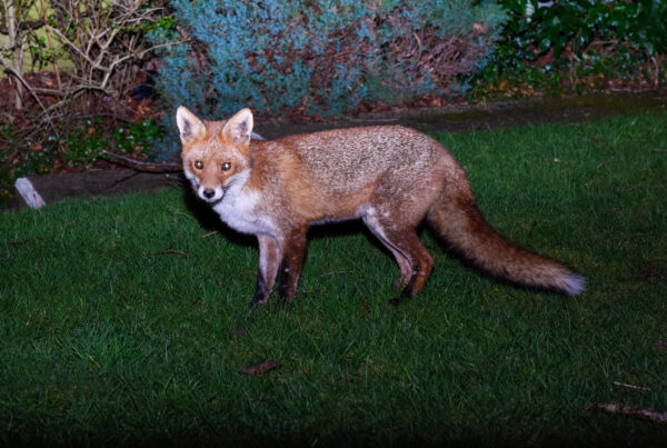 Fox in a garden
