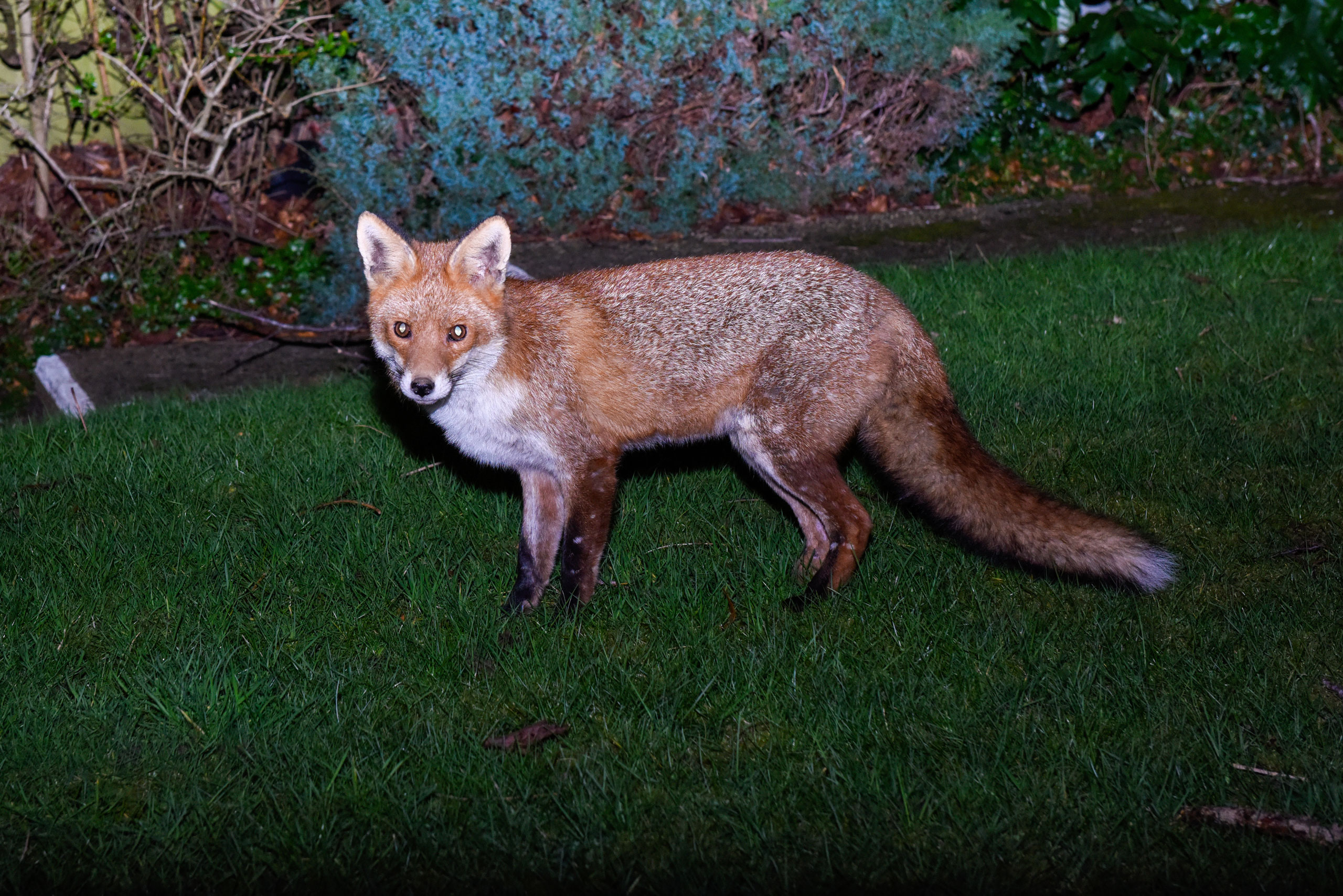 Natural Fox Deterrents: How to Keep Foxes Out of Your Garden