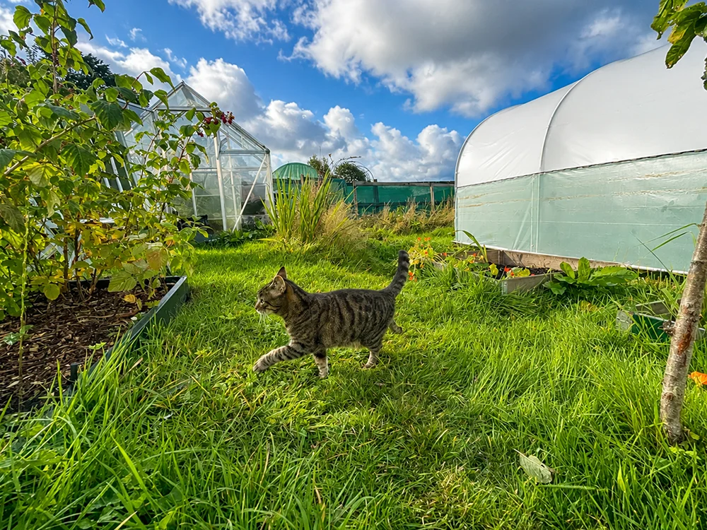 cat on the allotment