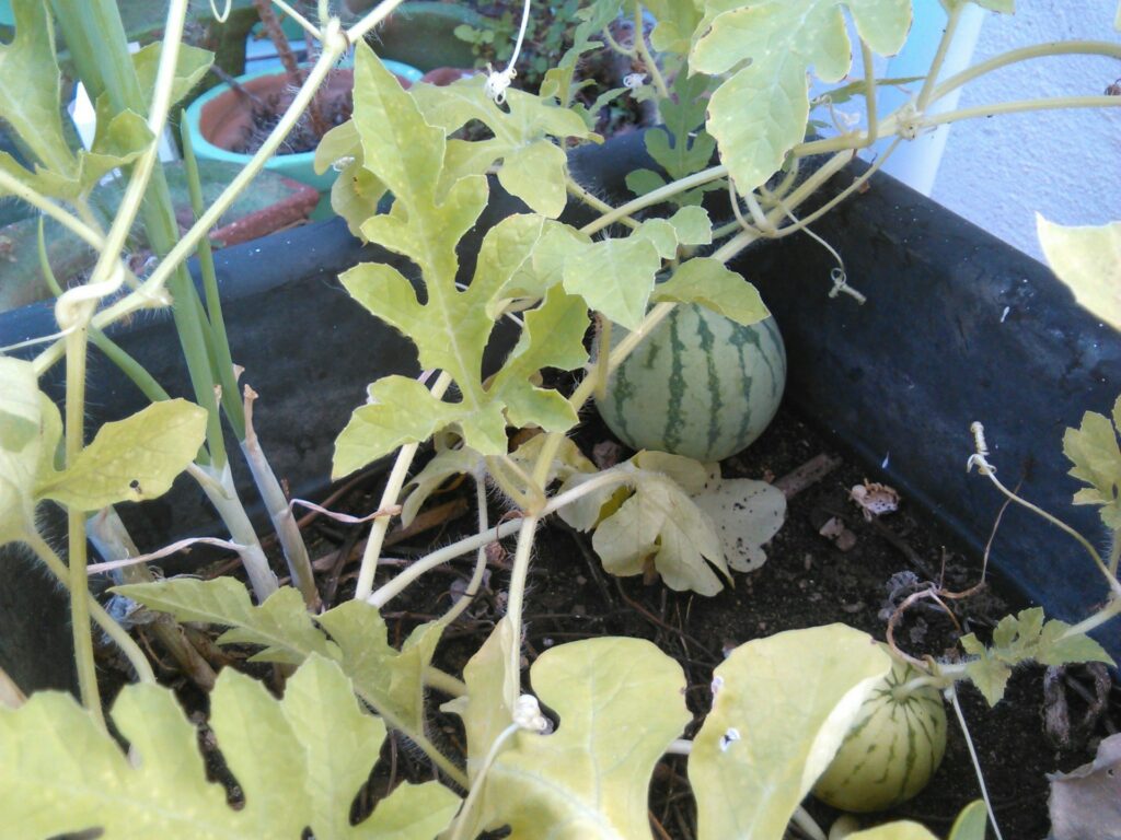 growing melons in a polytunnel