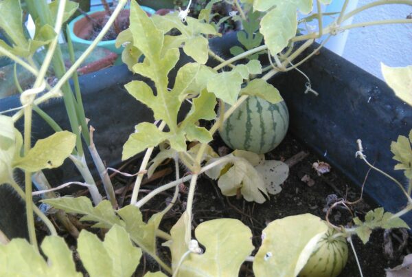 growing melons in a polytunnel
