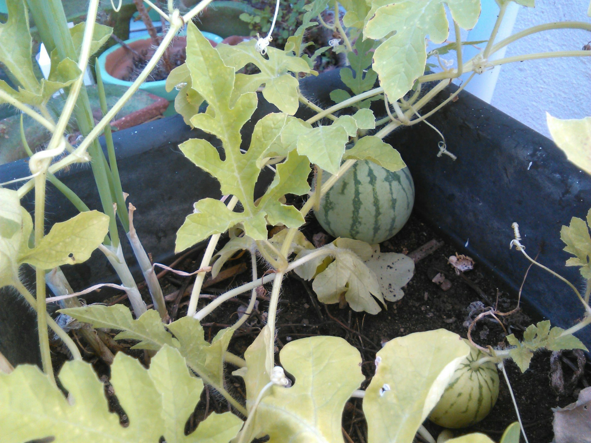 21 Surprising Crops You Can Grow in a Polytunnel (According to Real Growers)